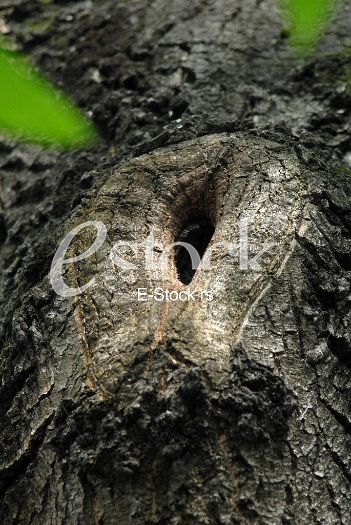 Wood