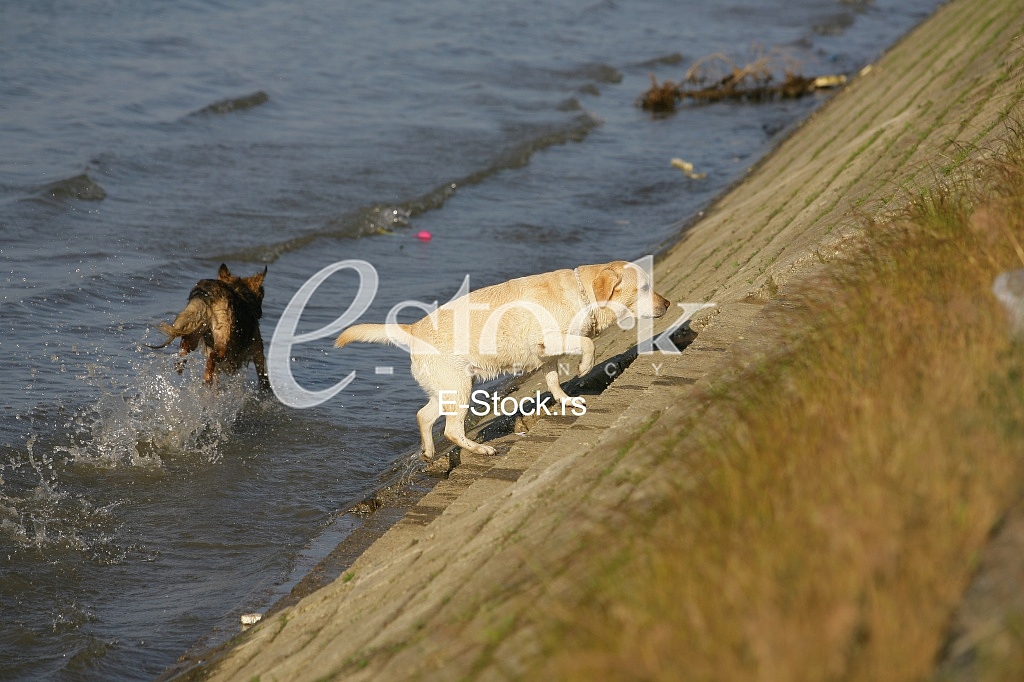 dog running through the water, dog runs on water