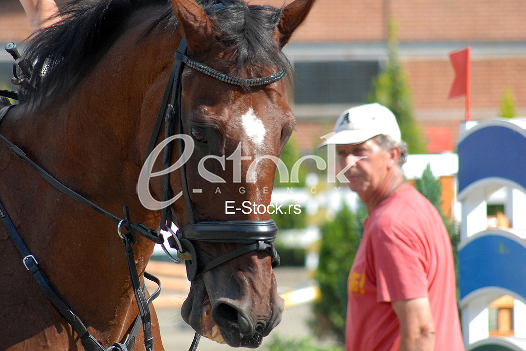 Horse 