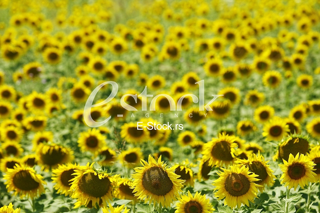 Field of sunflowers