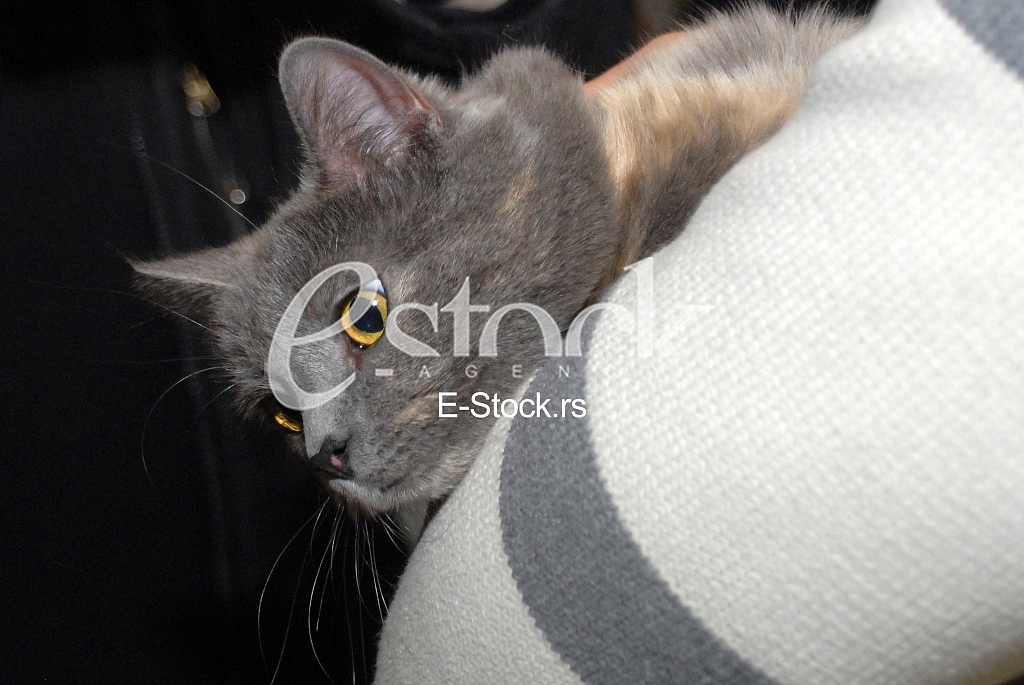 Cat show