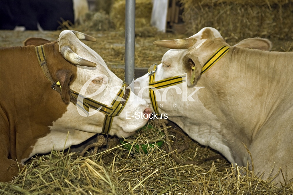 Cow
