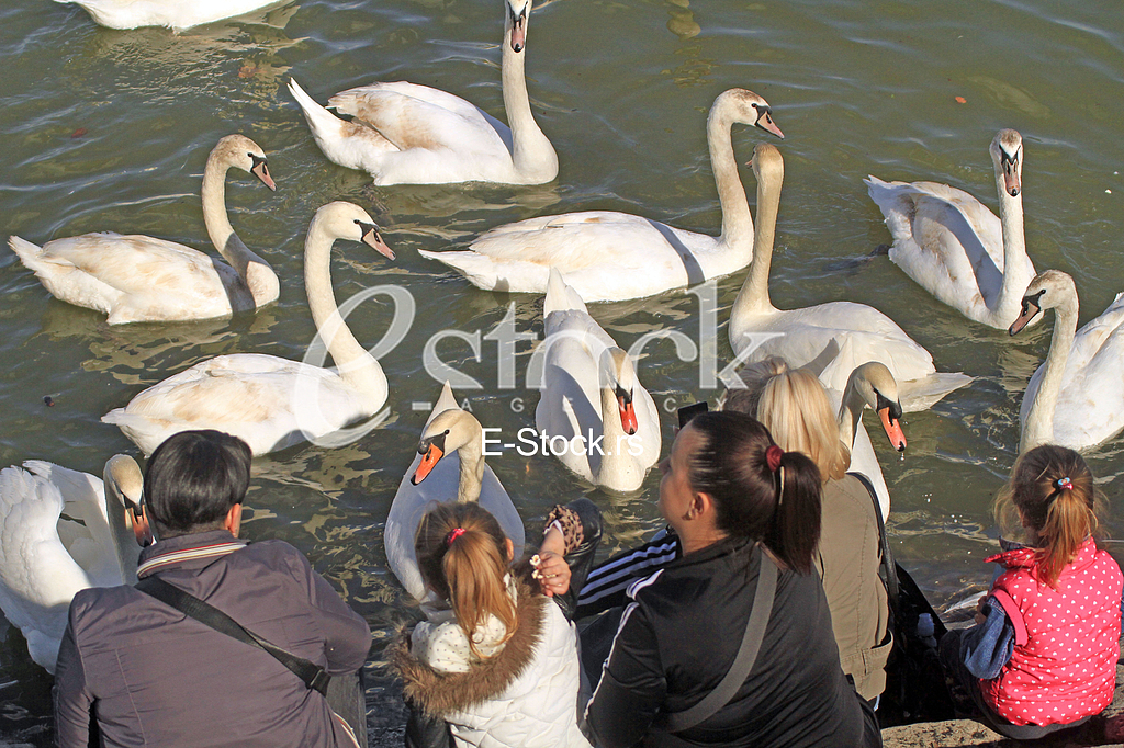 Labud na reci Dunav, Swan on the Danube river