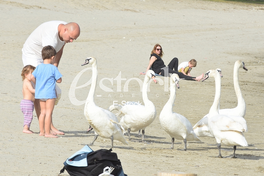 father with children keep swans on the beach strand