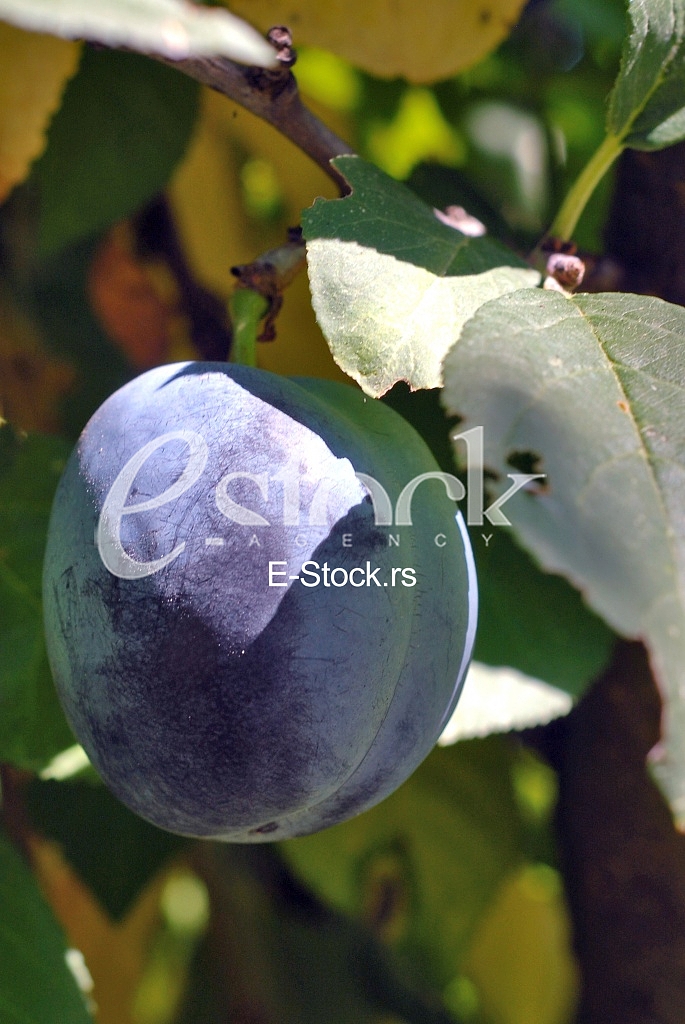 Plum