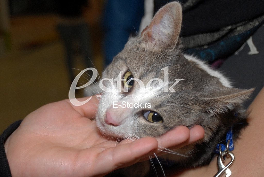 Cat show