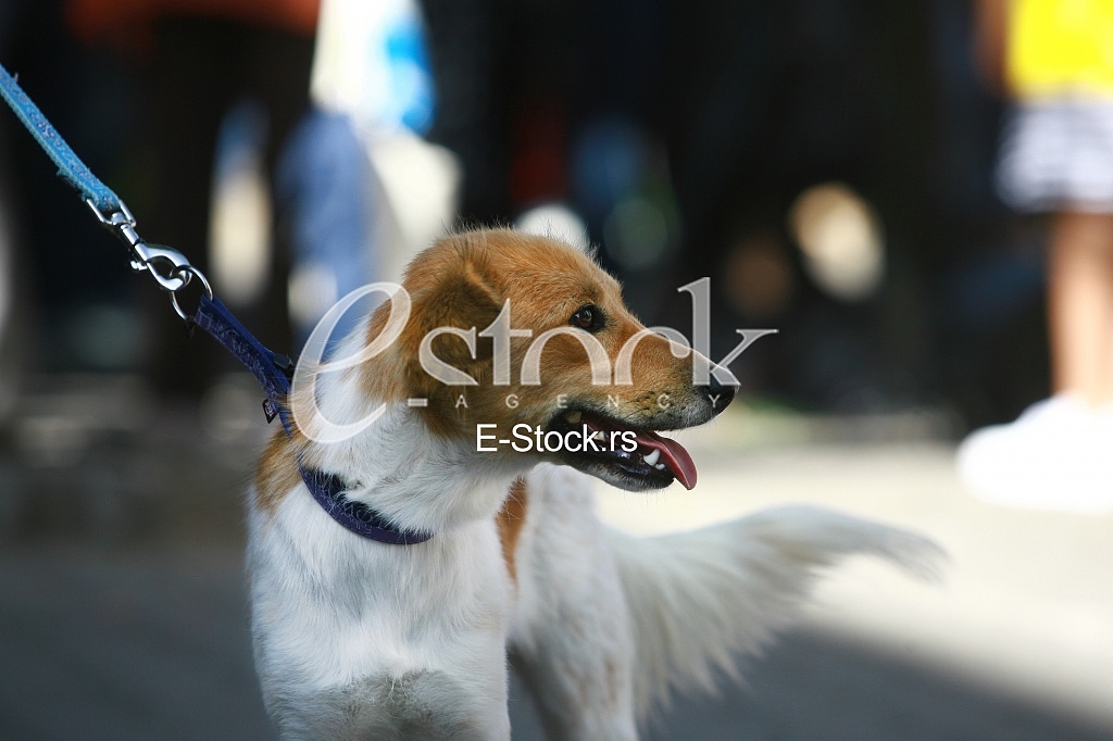 dog show dog mixed blood