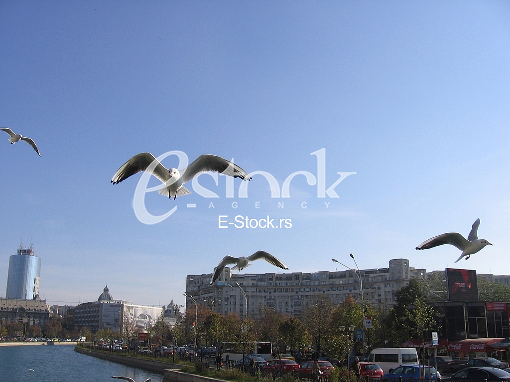 Seagulls