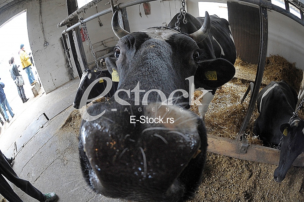 cow