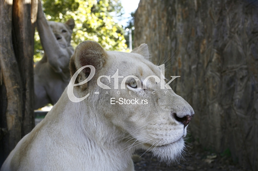 lion white