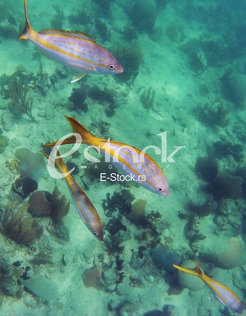 Caribbean sea