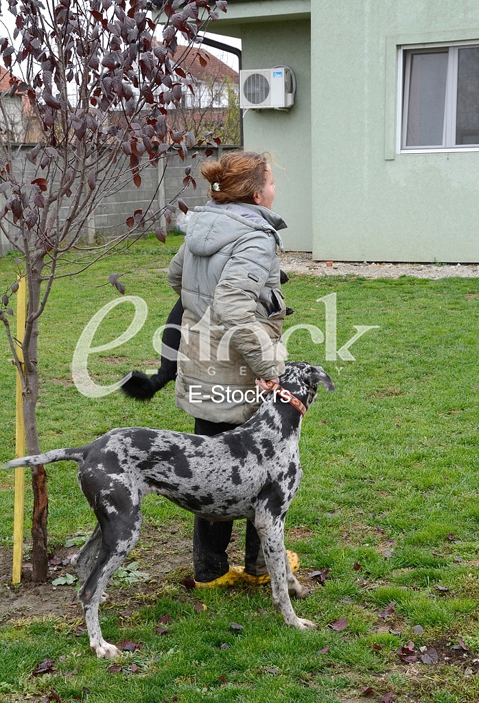 Association for adoption dogs 