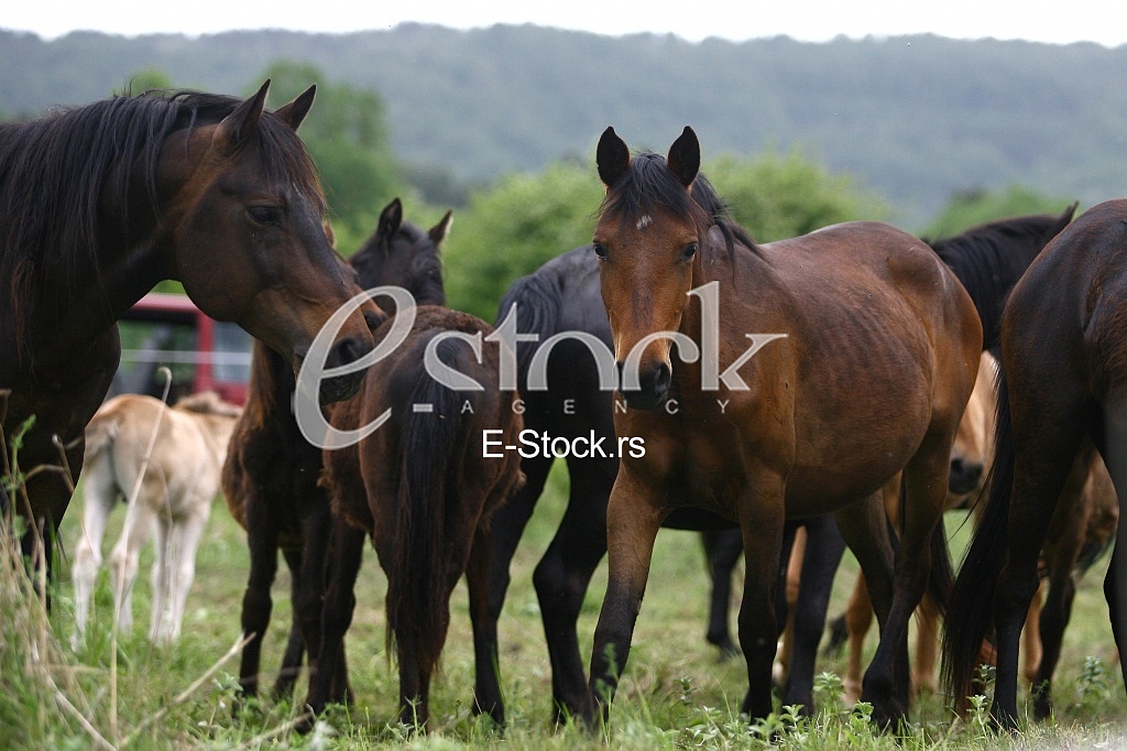 horses in the countryside in a field near mountains