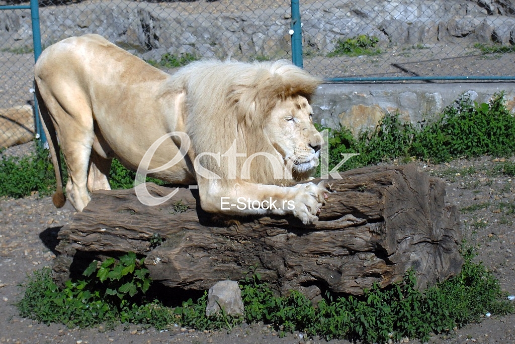 White lion