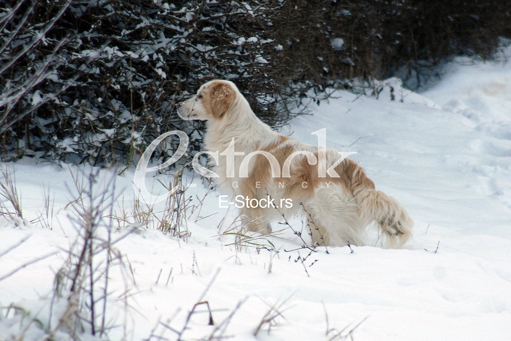 Hunting dog