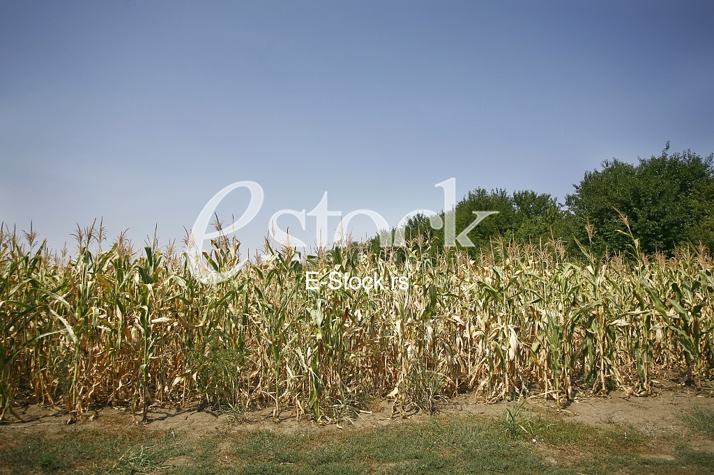 corn field
