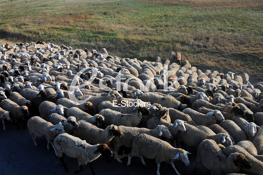 Sheep, animal