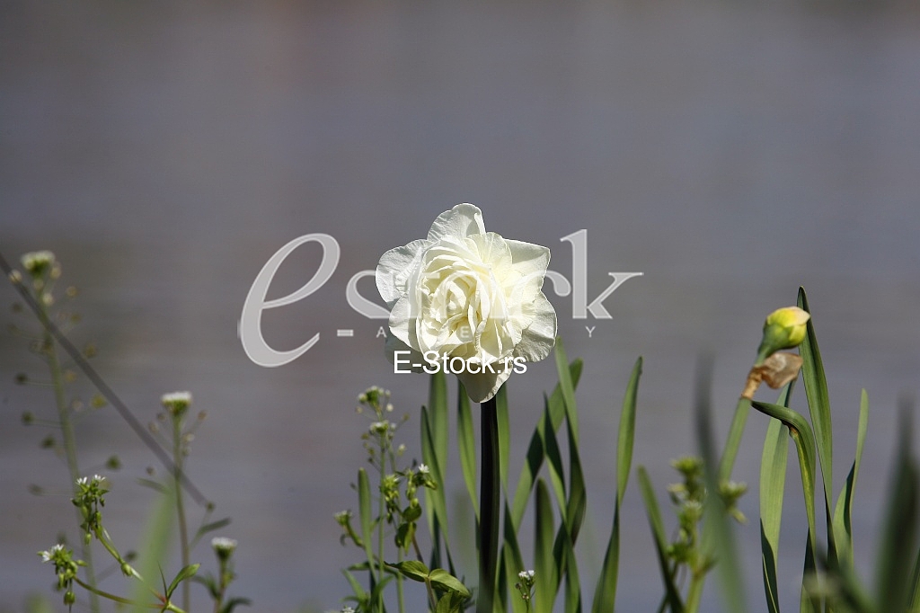 white flower in the grass with background water