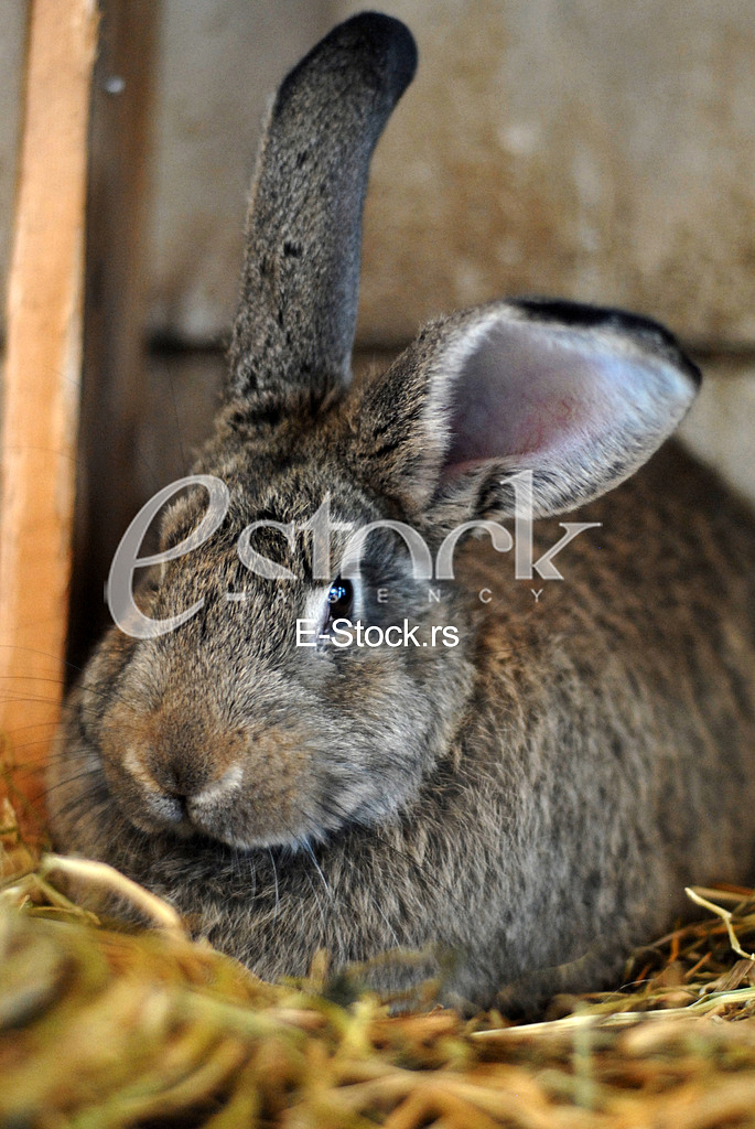 Rabbit