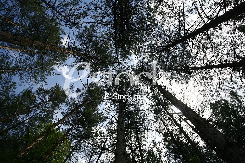 The green trees top in forest, blue sky and sun beams shining through leaves view through the treetop