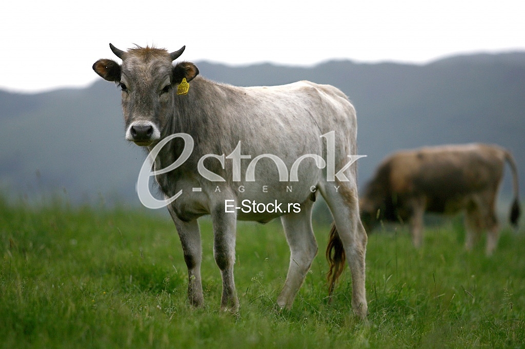 Cows grazing on a green summer meadow