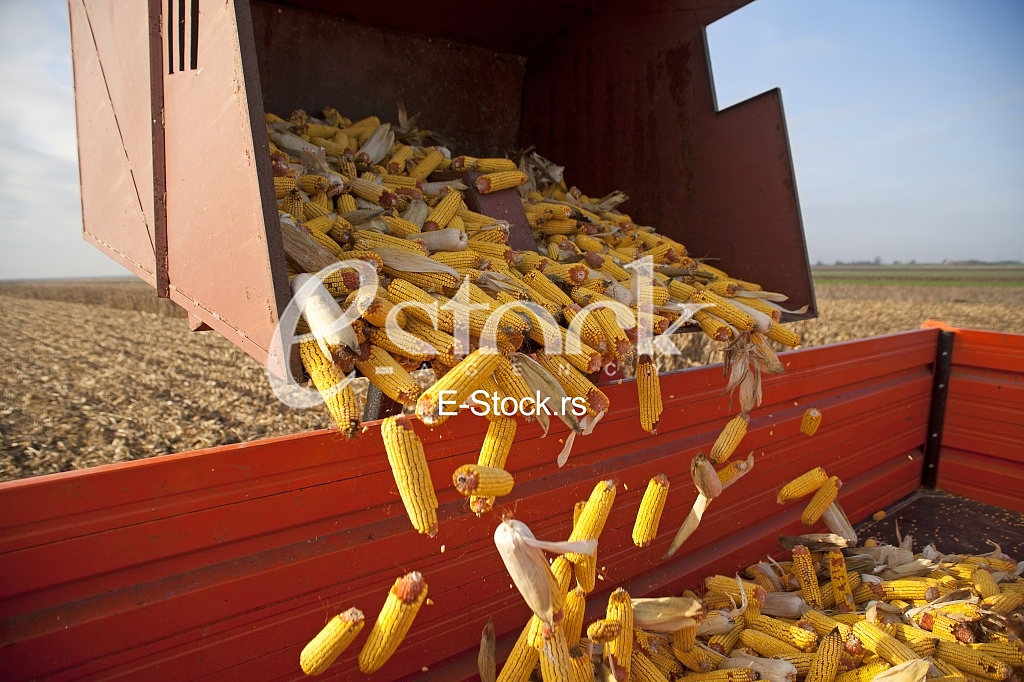 Corn factory