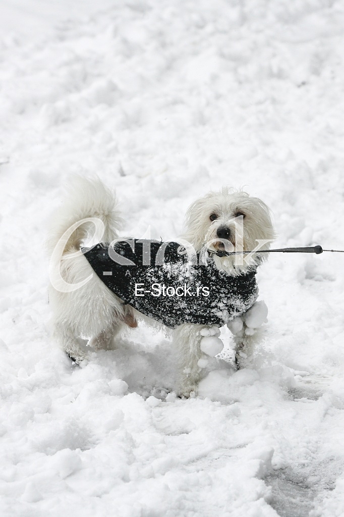 little white dog terrier winter