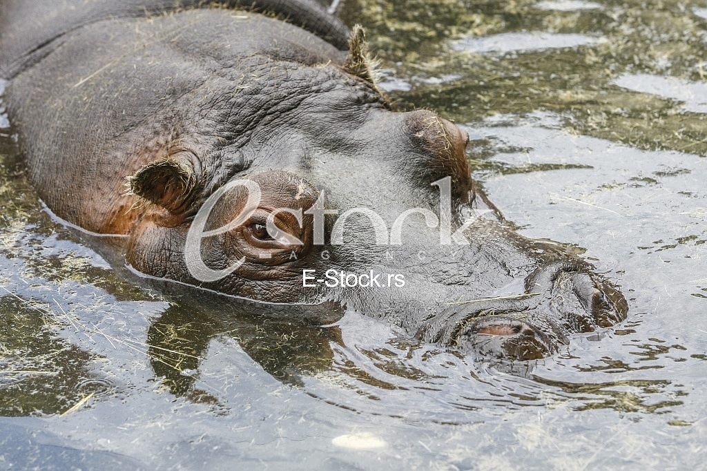 hippo resting in the water