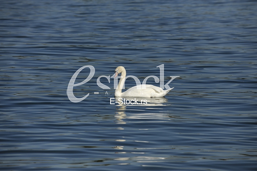 Swan on the River