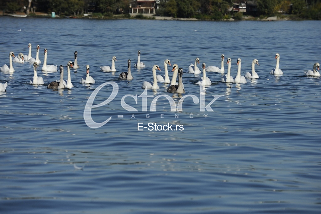 Swans on the River