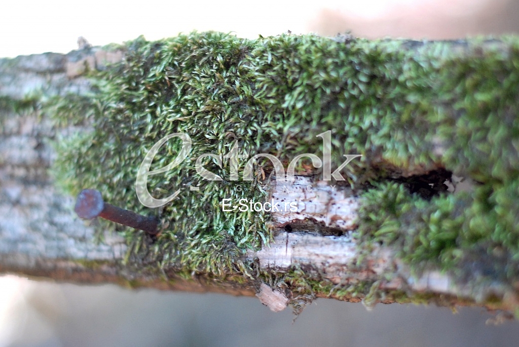 Ecology
