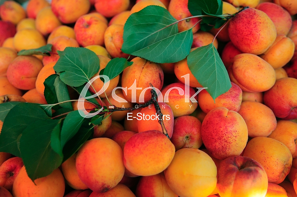 Fruit