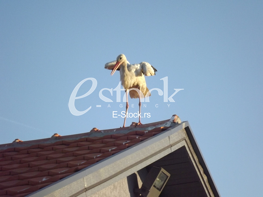 Stork, Roda