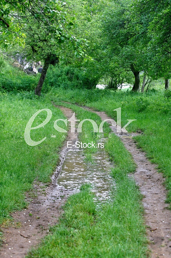 Rural road Country road, green trees and forest nature