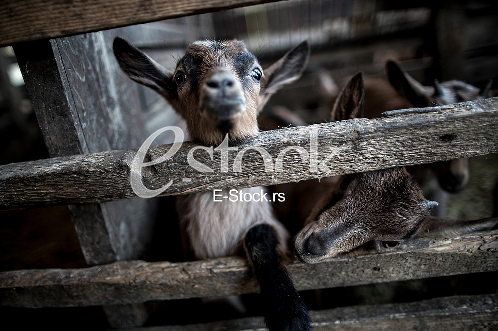 Goat farm Serbia