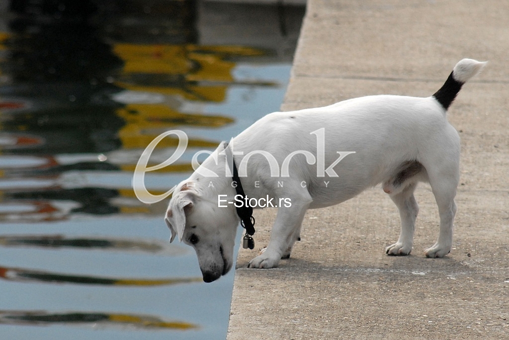 Dog playing