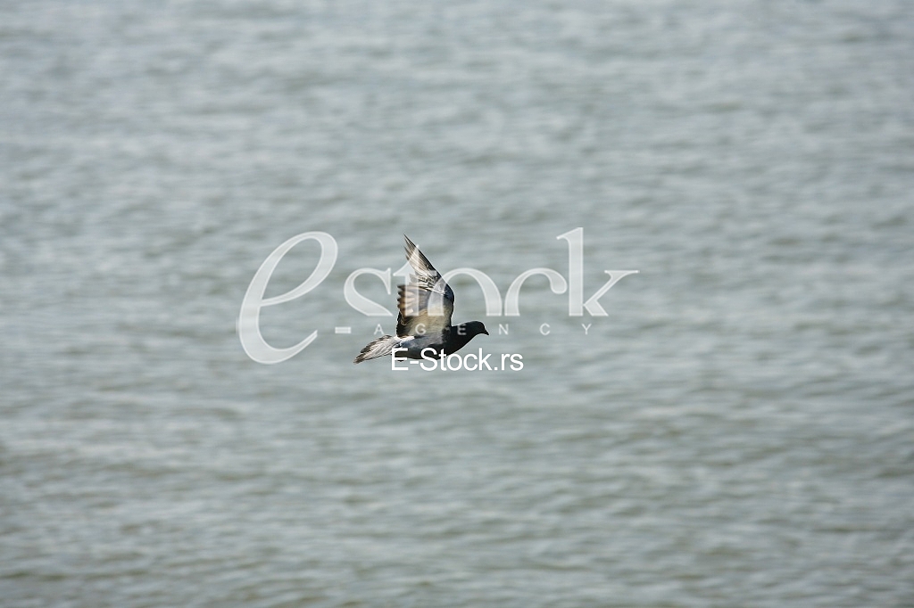 river water surface with waves, water surface background, dove in flight