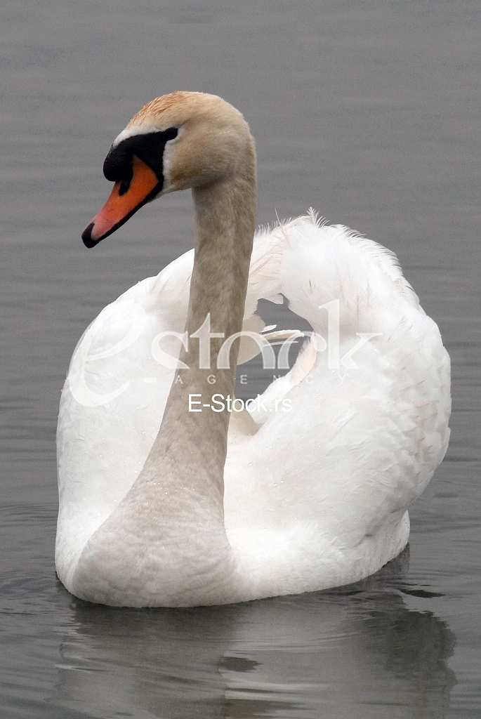 White swans
