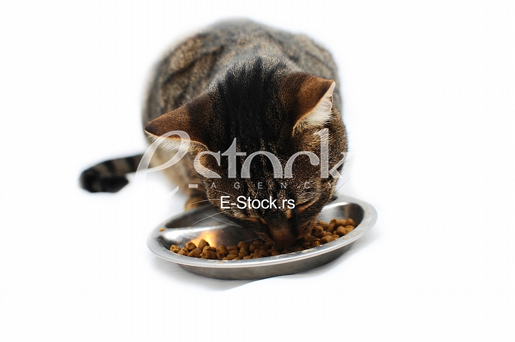 Domestic cat, animal