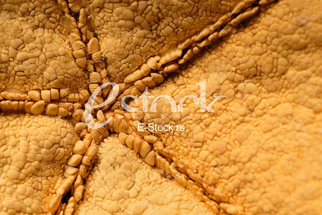 Starfish, shell