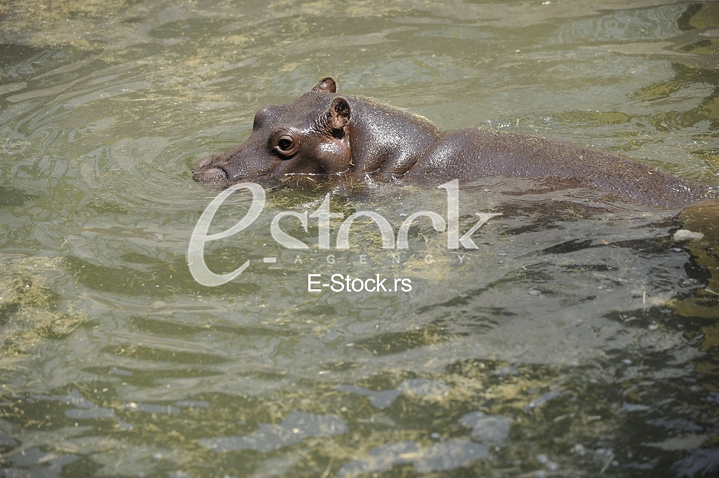 Belgrade zoo on summer day