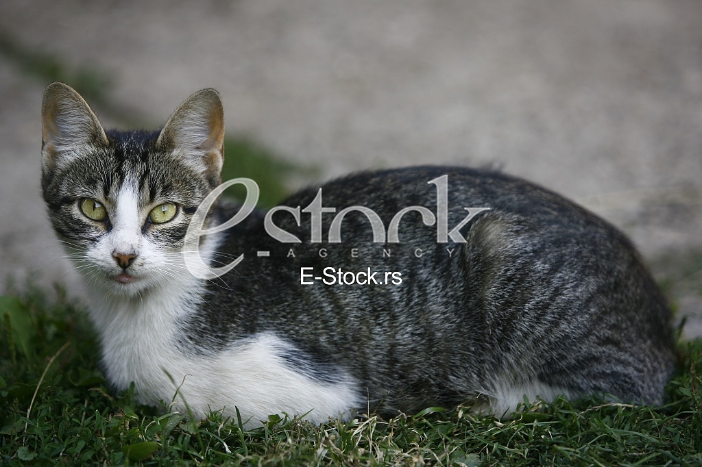 Cat pretty