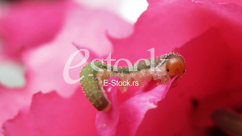 caterpillar