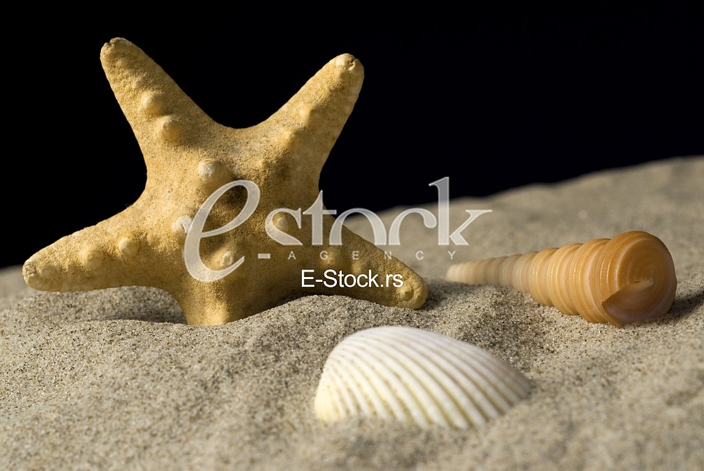 Starfish, shell