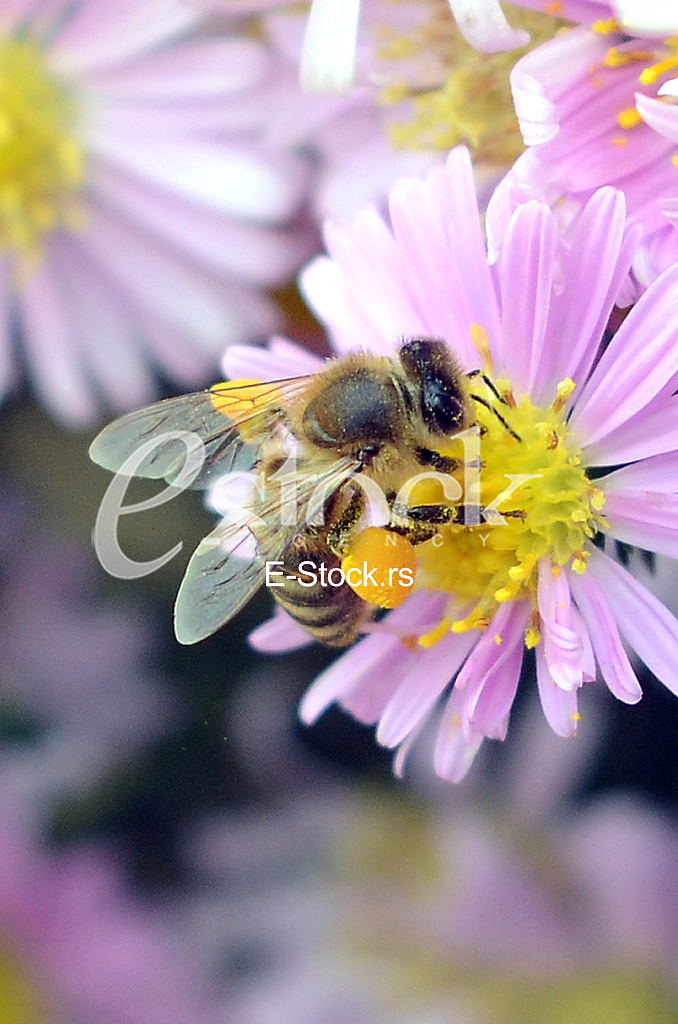 The bee