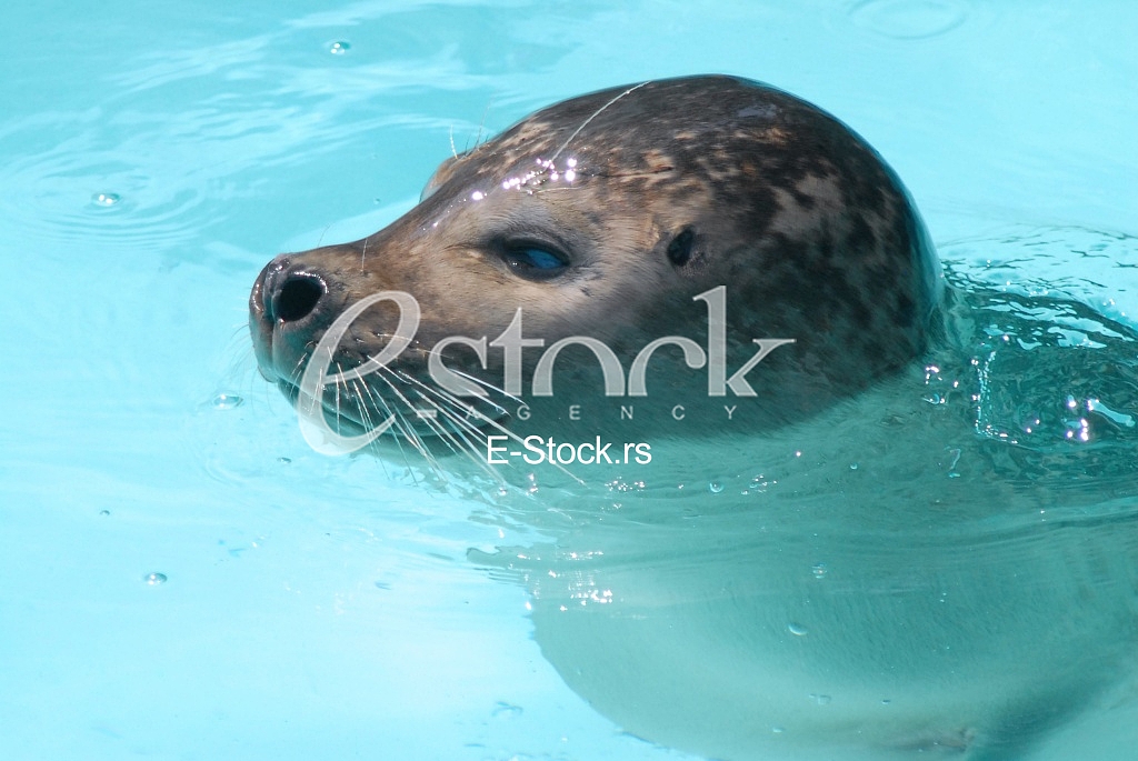 Wild sea calf, foka