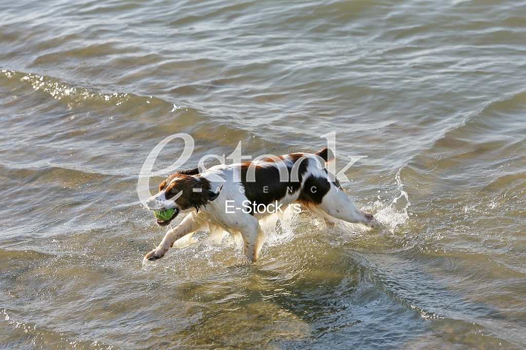 a dog swims in the water and playing with a ball in the water