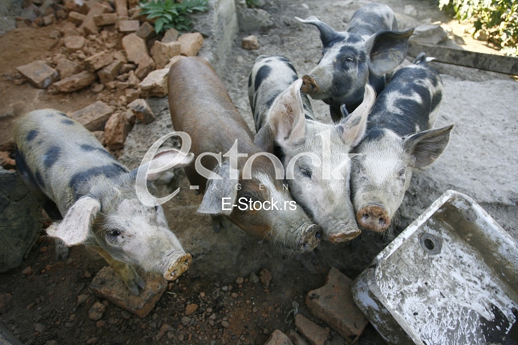 pigs on the farm