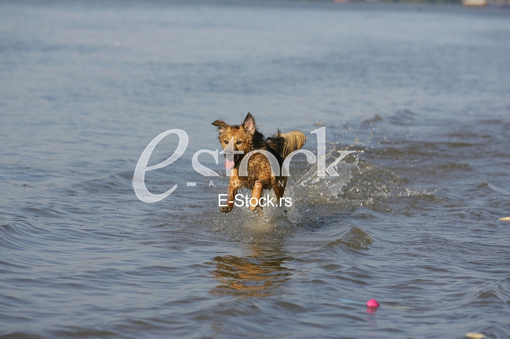 dog running through the water, dog runs on water