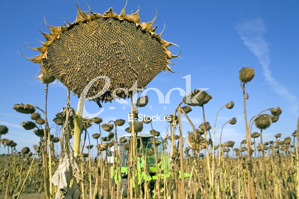 Agriculture
